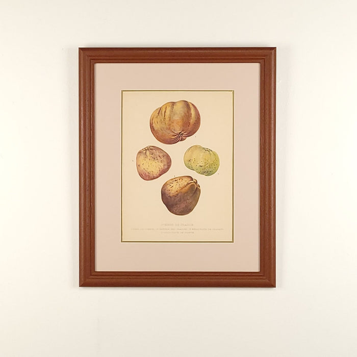 Print from Botanical Study of Fruits and Nuts by Duhamel du Monceau, early 19th century