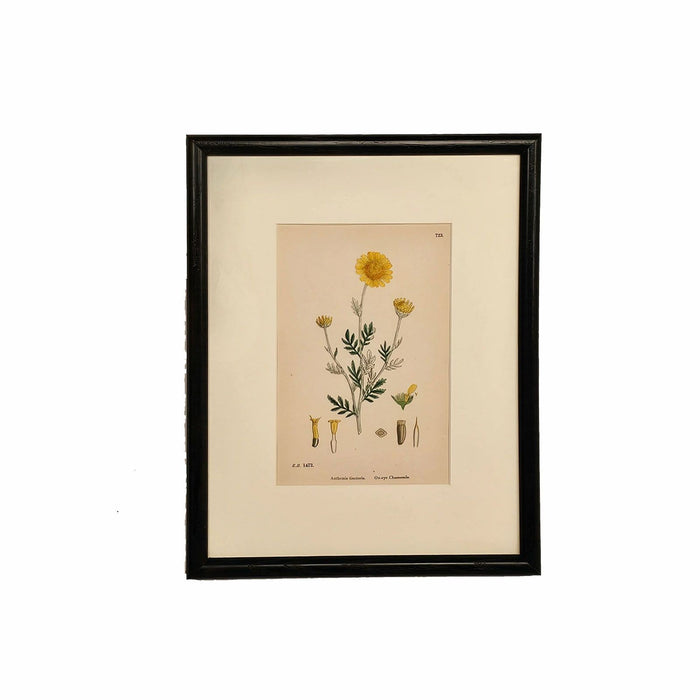 19th Century Cottage Botanical Print of Ox-eye Chamomile